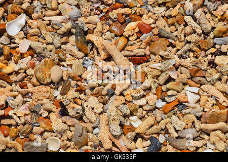 Colorate conchiglie assortite, sassolini, frammenti, pietre, coralli e altre piccole cose di mare e pezzi a terra in acqua sotto il sole Foto Stock