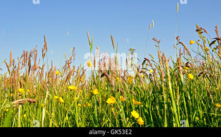 Estate summerly erbe Foto Stock