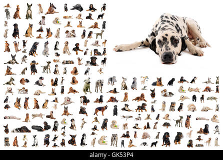 American pet animale Foto Stock