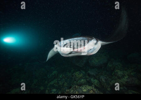 Reef manta ray, Manta alfredi, alimentando tra Hawaiian flagtail o aholehole, Kuhlia xenura ( specie endemiche), di plancton attra Foto Stock