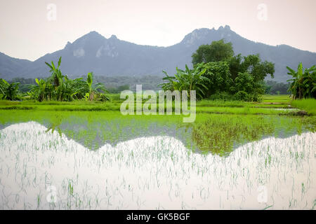 Il riso verde nel campo sullo sfondo di riso Foto Stock