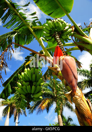 Banane Banane tropicali Foto Stock