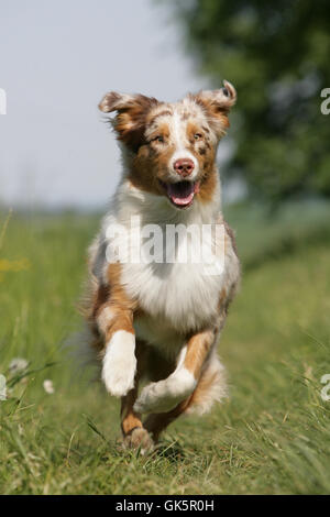 Cucciolo di cane cani pedigree Foto Stock