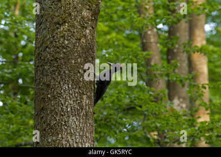 Picchio nero,Dryocopus martius, la femmina Foto Stock