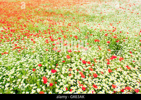 Prato di piante e fiori Foto Stock