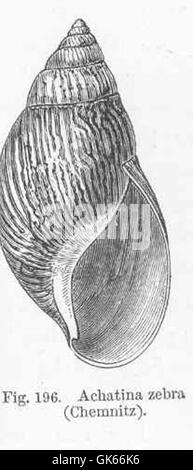 Achatina zebra, una specie di lumaca terrestre africana gigante descritta da Chemnitz, è notevole per il suo motivo a strisce, che fornisce mimetizzazione e protezione nel suo ambiente naturale. Foto Stock