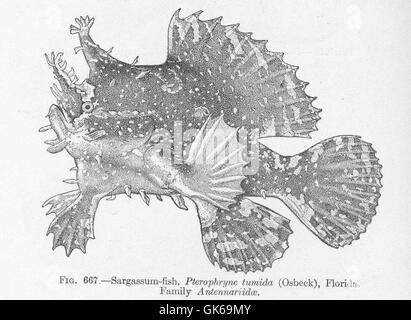 52236 Sargassum-pesce, Pterophryne tumida (Osbeck), Florida Familn Antennariidae Foto Stock