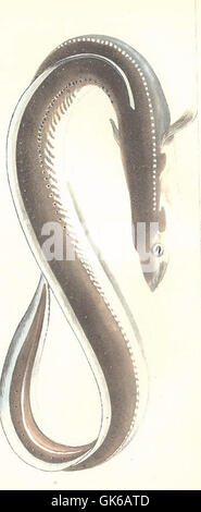 Anguilla si riferisce al genere di anguille, comunemente noto come anguille vere. Questi pesci si trovano sia in acque dolci che in ambienti marini e sono noti per i loro lunghi corpi simili a serpenti e per il comportamento migratorio, comprese le loro migrazioni a lunga distanza tra habitat di acqua dolce e di acqua salata. Foto Stock