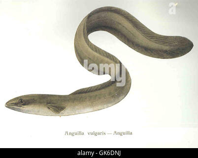 L'anguilla vulgaris, comunemente nota come anguilla europea, è una specie che si trova negli habitat di acqua dolce e costieri. Il suo corpo lungo e sottile e il suo comportamento migratorio lo rendono unico nel mondo dei pesci. Foto Stock