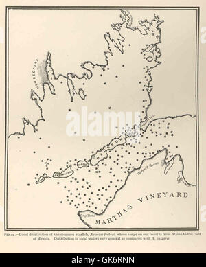 42305 distribuzione locale del comune di stelle marine Asterias forbesi, la cui gamma sulla nostra costa è dal Maine al Golfo del Messico Foto Stock