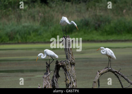 Trio di garzette posatoi sul ceppo di albero in stagno Foto Stock