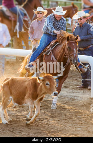 Rodeo cowboy a cavallo in competizione in steer evento di wrestling, Chaffee County Fair & Rodeo, Salida, Colorado, STATI UNITI D'AMERICA Foto Stock