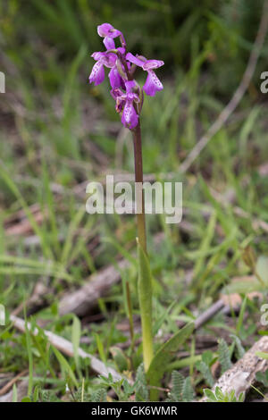 Verde-winged Orchid (Orchis morio) Foto Stock