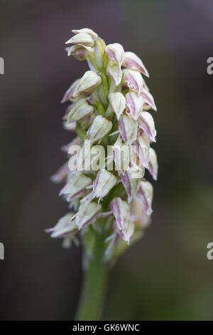 Fitta a fiore Orchidea (Neotinea maculata) fiore Foto Stock