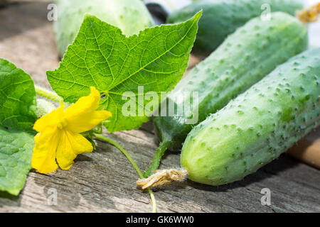 Cetrioli harvest Foto Stock