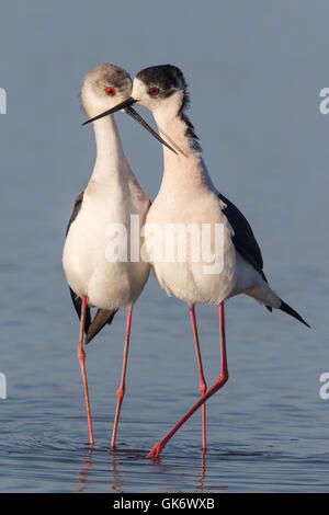 Coppia di black-winged palafitte (Himantopus himantopus) nel corteggiamento Foto Stock