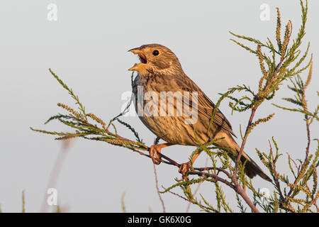 Il canto Corn Bunting (Miliaria calandra) Foto Stock