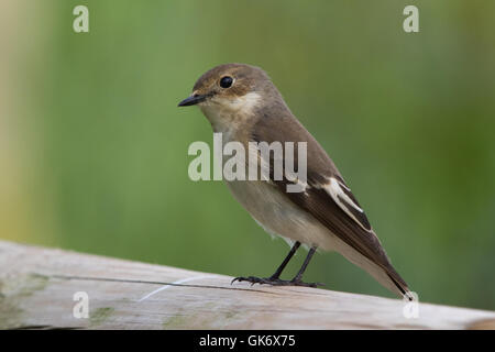 Europeo femminile Pied Flycatcher (Ficedula hypoleuca) Foto Stock