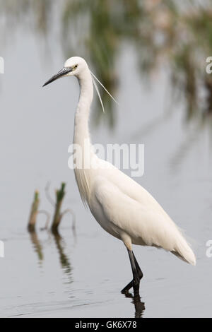 Garzetta (Egretta garzetta) guadare in una palude Foto Stock