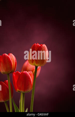 Cinque tulipani rossi su sfondo scuro Foto Stock