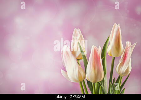 Cinque tulipani bianco sulla luce sfondo blured Foto Stock