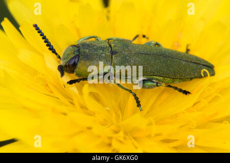 Anthaxia nitidula beetle (Buprestridae) su un fiore hawkweed Foto Stock