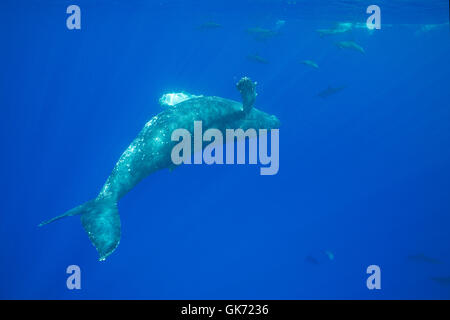 Femmina giovanile Humpback Whale, Megaptera novaeangliae, nuoto capovolto e cavorting con Hawaiian delino o Gra Foto Stock