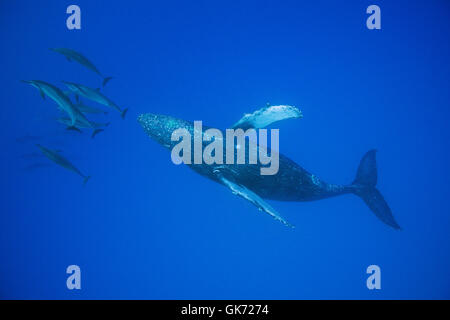 Hawaiian delino o Gray Spinner il Delfino Stenella longirostris longirostris, bow-cavalcando Humpback Whale, Megaptera Foto Stock