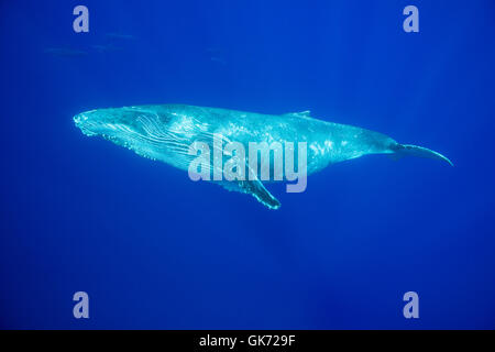 Yearling Humpback Whale, Megaptera novaeangliae, con i delfini, Tursiops truncatus, nuoto in background, Kona, Foto Stock
