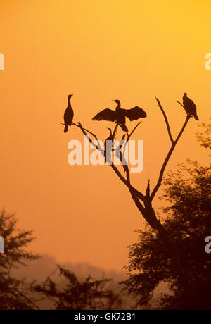 Indian cormorano (Phalacrocorax fuscicollis) e Darter (Anhinga melanogaster) con ali stese fuori, al tramonto Foto Stock