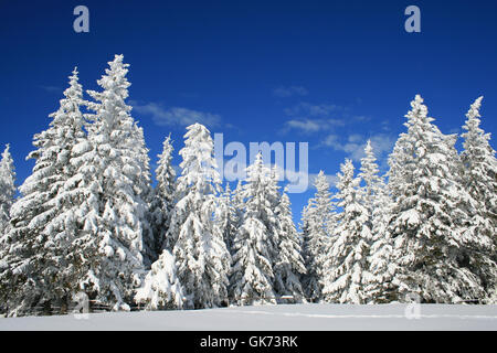 Inverno nelle alpi Foto Stock