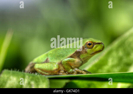 Fase tier animale Foto Stock