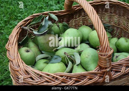 Pyrus Foto Stock