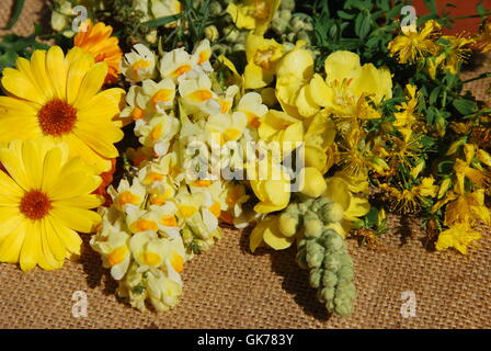 Tagete toadflax hypericum Foto Stock