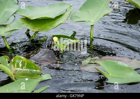 Florida Tamiami Trail, Everglades Florida, Everglades National Park, Shark Valley, zone umide tropicali, habitat, ecosistema, vegetazione, acqua, canale, animali, restil Foto Stock