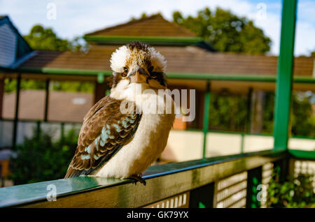 Un primo piano di un Laughing Kookaburra (Dacelo novaeguineae) in un ambiente urbano in Australia, lato a guardare la fotocamera Foto Stock