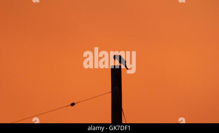 Raven crow appollaiato sul polo guardando verso l'interno introspettivo moody in un orange sunrise Foto Stock