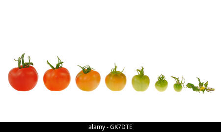 Isolate il progresso vegetale Foto Stock