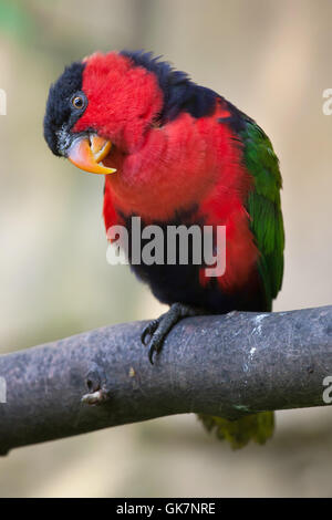 Nero-capped lory (Lorius lory erythrothorax), noto anche come il tricolore lory. La fauna animale. Foto Stock