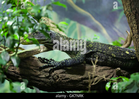 Monitor di coccodrillo (Varanus salvadorii), noto anche come Salvadori il monitor. La fauna animale. Foto Stock