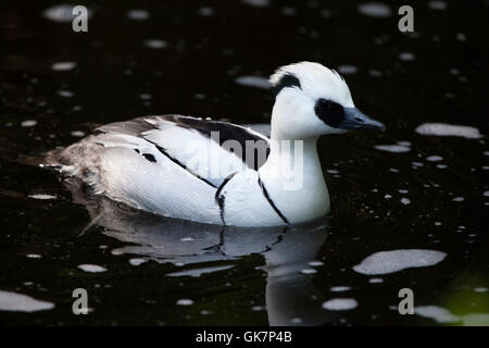 Smew (Mergellus albellus). La fauna animale. Foto Stock