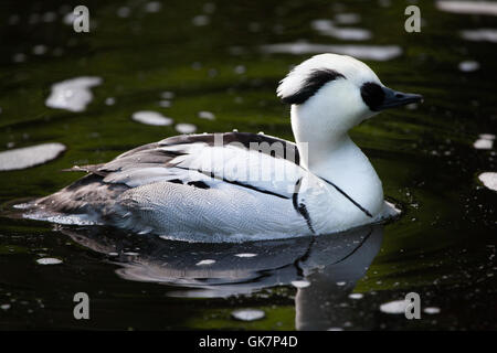 Smew (Mergellus albellus). La fauna animale. Foto Stock