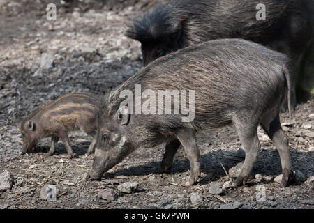 Visayan presenta verrucosa maiale (Sus cebifrons) presso lo Zoo di Ostrava in Moravia del Nord, Repubblica Ceca. Tre settimane di età squeaker neonato nato su un Foto Stock