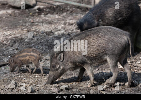 Visayan presenta verrucosa maiale (Sus cebifrons) presso lo Zoo di Ostrava in Moravia del Nord, Repubblica Ceca. Tre settimane di età squeaker neonato nato su un Foto Stock