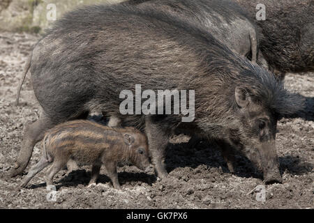 Visayan presenta verrucosa maiale (Sus cebifrons) presso lo Zoo di Ostrava in Moravia del Nord, Repubblica Ceca. Tre settimane di età squeaker neonato nato su un Foto Stock