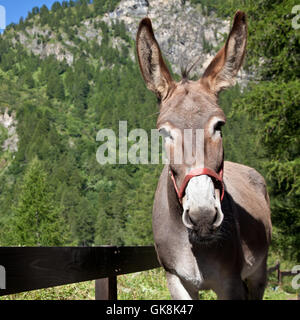 Ridere risate ridere Foto Stock