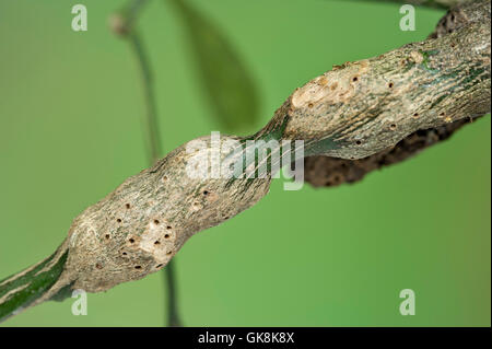 Citrus gall wasp danno al limone Foto Stock