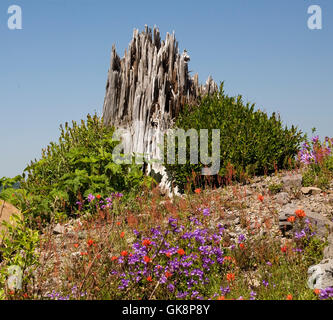 Parco nazionale di albero di viaggio Foto Stock