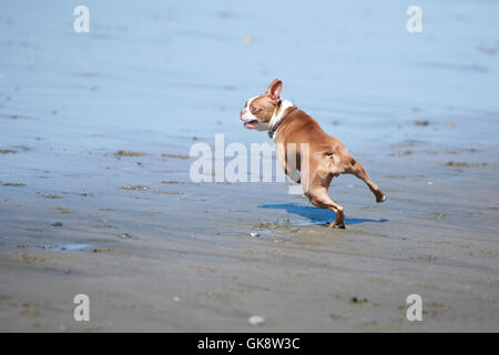 Boston Terrier correre sulla spiaggia, visto da dietro Foto Stock