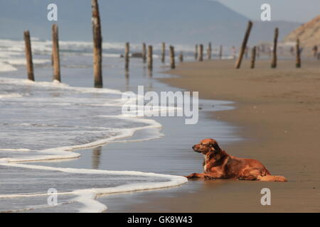 Il Golden Retriever cane si affaccia sull'Oceano Pacifico, Fort Funston, San Francisco, California Foto Stock